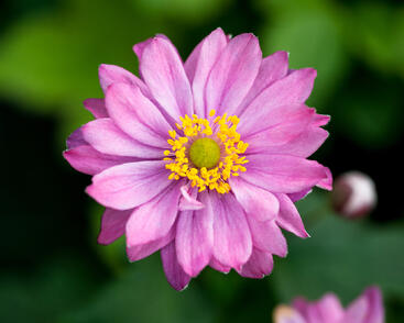 Sasanka hupejská 'Giselle'