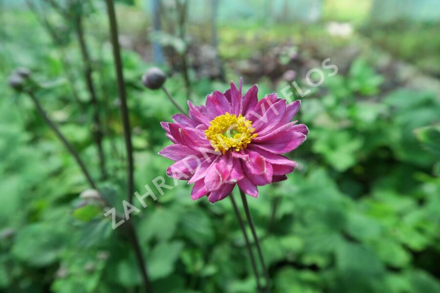 Sasanka 'Giselle' - Anemone hupehensis 'Giselle'