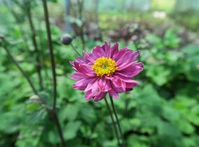 Sasanka hupejská 'Giselle' - Anemone hupehensis 'Giselle'