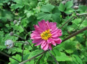 Sasanka hupejská 'Giselle' - Anemone hupehensis 'Giselle'