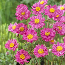 Sasanka hupejská 'Carmen'