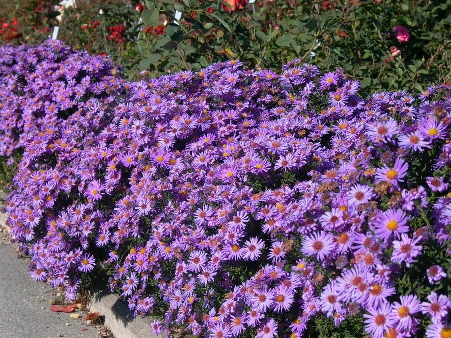 Hvězdnice chlumní 'Glücksfund' - Aster amellus 'Glücksfund'