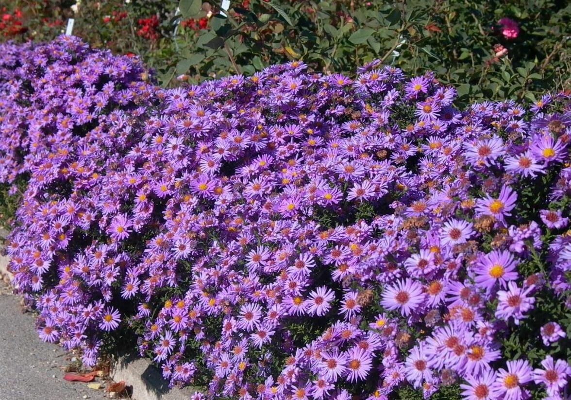 Hvězdnice chlumní 'Glücksfund' - Aster amellus 'Glücksfund'