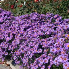 Hvězdnice chlumní 'Glücksfund' - Aster amellus 'Glücksfund'