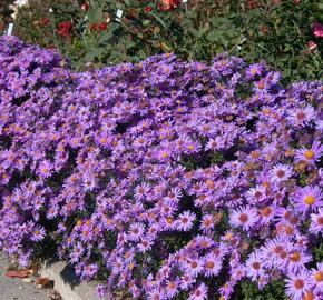 Hvězdnice chlumní 'Glücksfund' - Aster amellus 'Glücksfund'