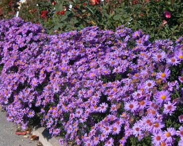 Hvězdnice chlumní 'Glücksfund'