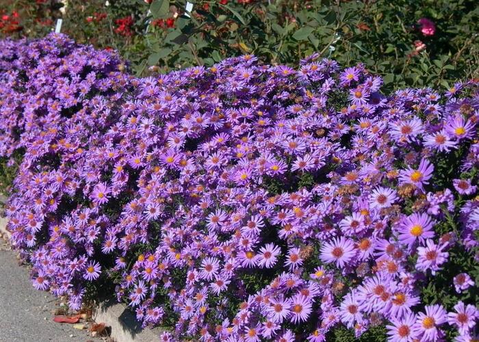 Hvězdnice chlumní 'Glücksfund' - Aster amellus 'Glücksfund'