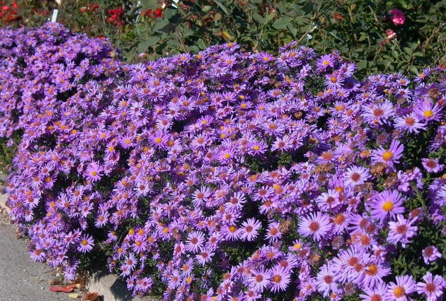 Hvězdnice chlumní 'Glücksfund' - Aster amellus 'Glücksfund'