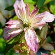 Plamének horský 'Marjorie' - Clematis montana 'Marjorie'