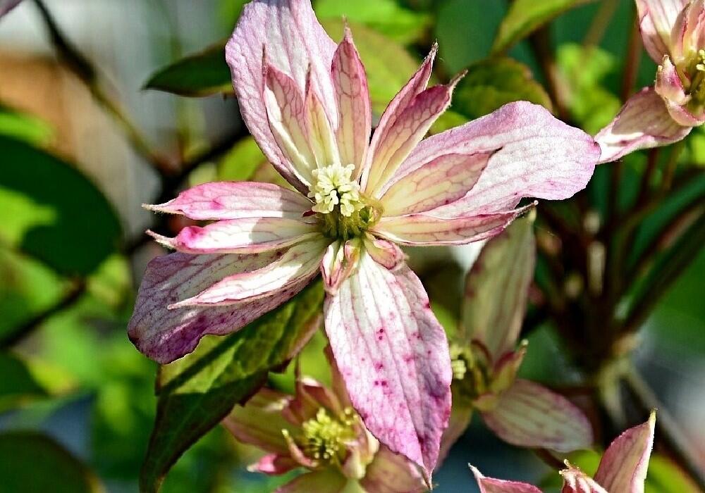 Plamének horský 'Marjorie' - Clematis montana 'Marjorie'