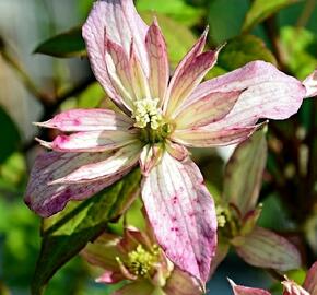 Plamének horský 'Marjorie' - Clematis montana 'Marjorie'