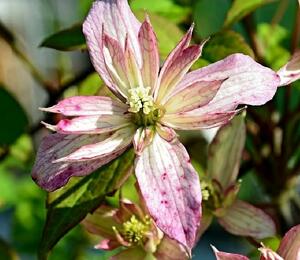 Plamének horský 'Marjorie' - Clematis montana 'Marjorie'