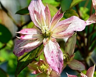 Plamének horský 'Marjorie'