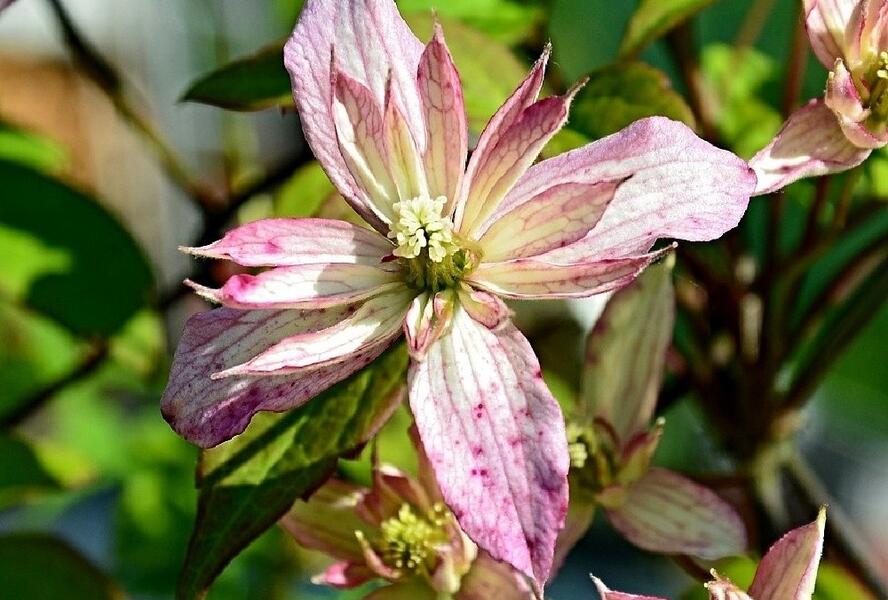 Plamének horský 'Marjorie' - Clematis montana 'Marjorie'