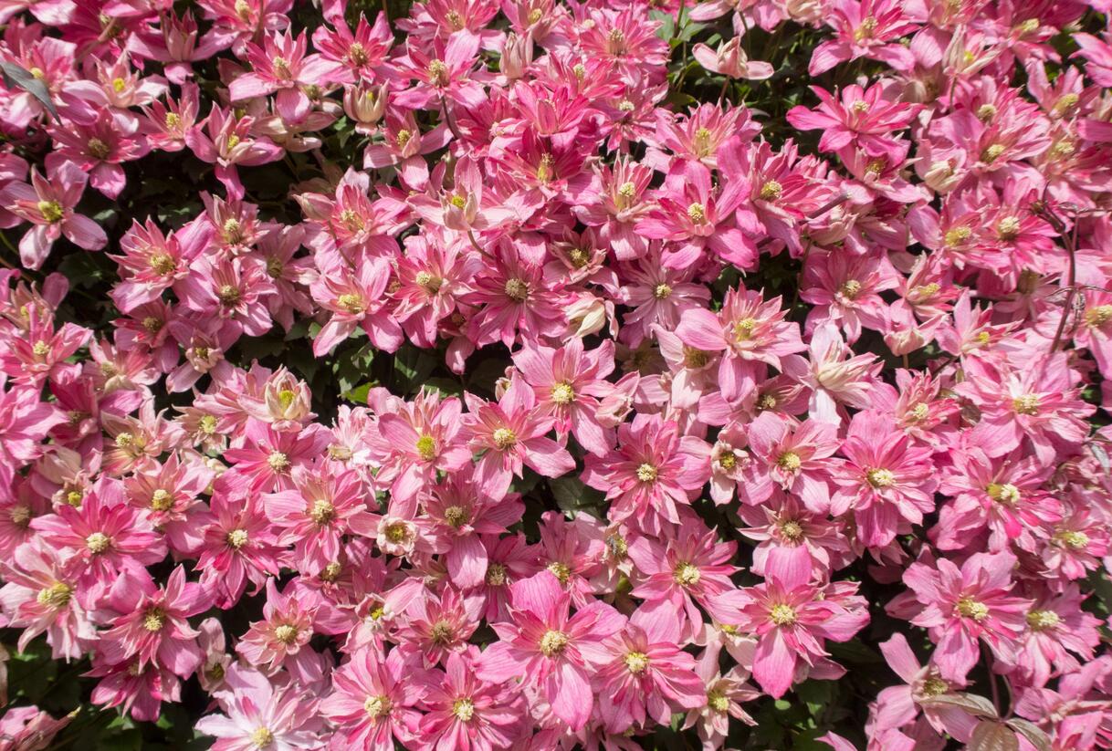 Plamének horský 'Broughton Star' - Clematis montana 'Broughton Star'