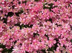 Plamének horský 'Broughton Star' - Clematis montana 'Broughton Star'