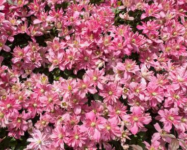 Plamének horský 'Broughton Star'