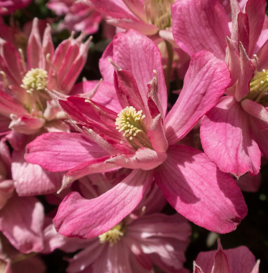 Plamének horský 'Broughton Star' - Clematis montana 'Broughton Star'