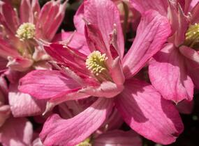 Plamének horský 'Broughton Star' - Clematis montana 'Broughton Star'