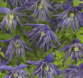 Plamének 'Spiky' PBR - Clematis 'Spiky' PBR