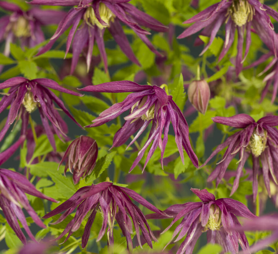 Plamének 'Octopus' PBR - Clematis 'Octopus' PBR