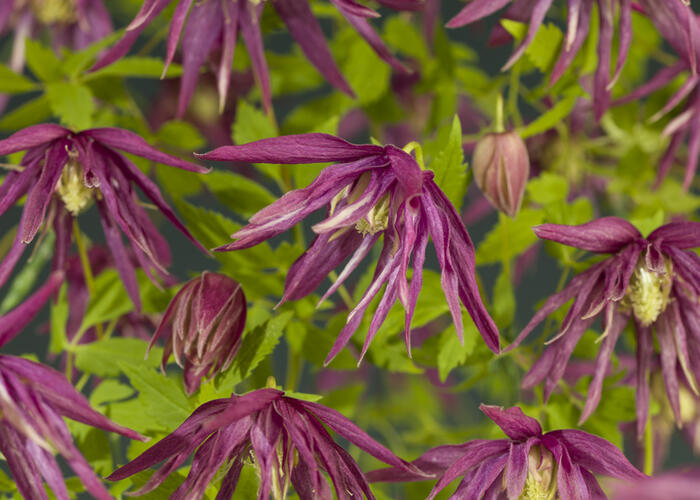 Plamének 'Octopus' PB' - Clematis 'Octopus' PBR