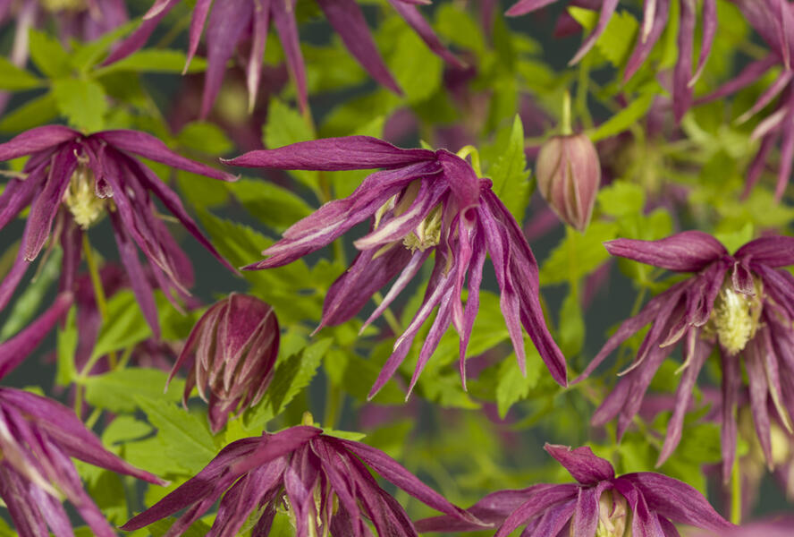 Plamének 'Octopus' PBR - Clematis 'Octopus' PBR