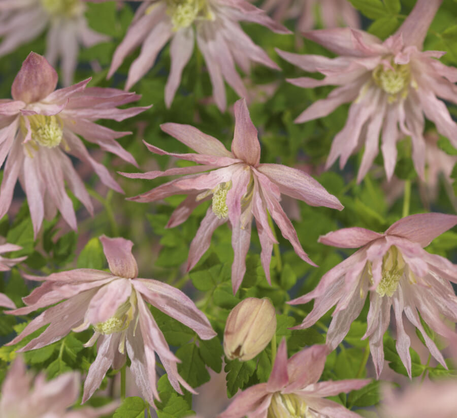 Plamének 'Country Rose' PBR - Clematis 'Country Rose' PBR