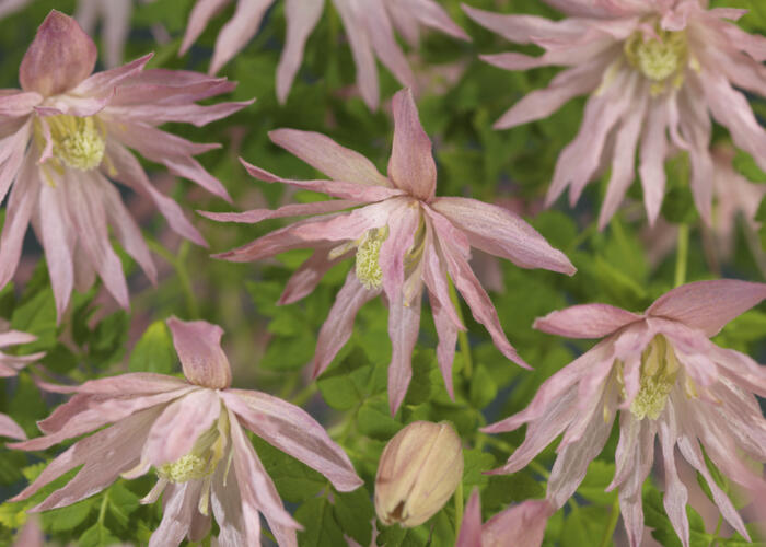 Plamének 'Country Rose' PBR - Clematis 'Country Rose' PBR
