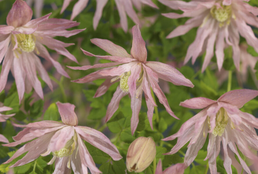 Plamének 'Country Rose' PBR - Clematis 'Country Rose' PBR