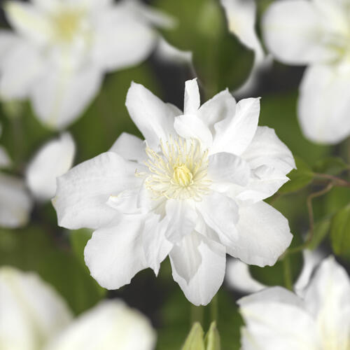 Plamének 'Sylvia Denny' - Clematis 'Sylvia Denny'