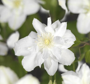 Plamének 'Sylvia Denny' - Clematis 'Sylvia Denny'