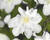 Plamének 'Sylvia Denny'
