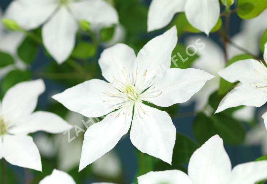 Plamének 'So Many® White Flowers' PBR - Clematis 'So Many® White Flowers' PBR