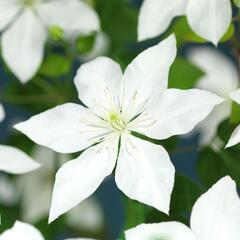 Plamének 'So Many® White Flowers' PBR - Clematis 'So Many® White Flowers' PBR