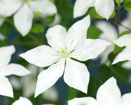 Plamének 'So Many® White Flowers' PBR
