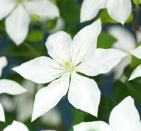 Plamének 'So Many® White Flowers' PBR - Clematis 'So Many® White Flowers' PBR