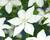 Plamének 'So Many® White Flowers' PBR