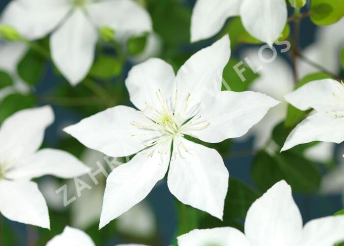 Plamének 'So Many® White Flowers' PBR - Clematis 'So Many® White Flowers' PBR