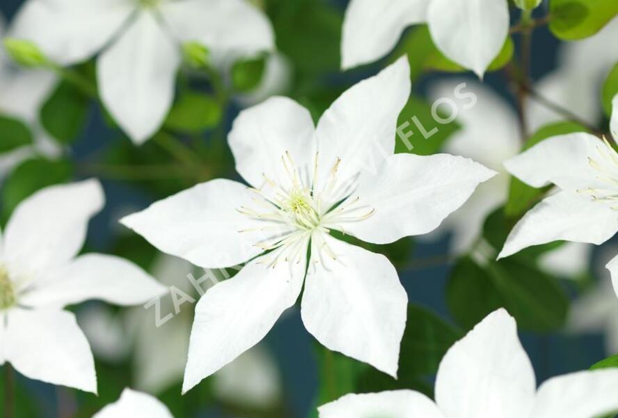 Plamének 'So Many® White Flowers' PBR - Clematis 'So Many® White Flowers' PBR