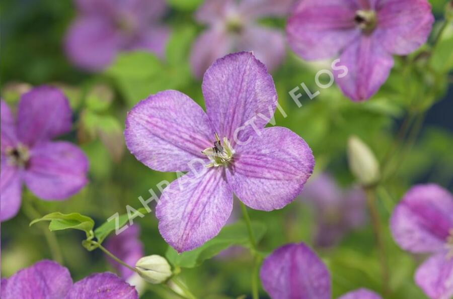 Plamének 'So Many® Lavender Flowers' PBR - Clematis 'So Many® Lavender Flowers' PBR