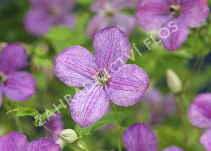 Plamének 'So Many® Lavender Flowers' PBR - Clematis 'So Many® Lavender Flowers' PBR