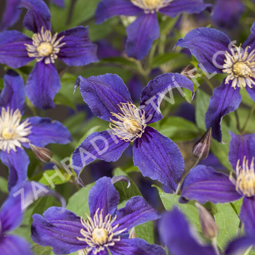 Plamének 'So Many® Blue Flowers' PBR - Clematis 'So Many® Blue Flowers' PBR