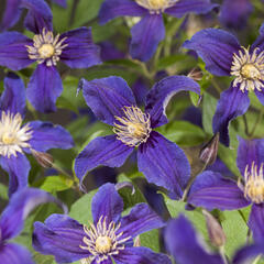 Plamének 'So Many® Blue Flowers' PBR - Clematis 'So Many® Blue Flowers' PBR