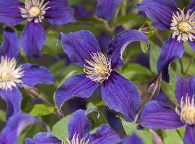 Plamének 'So Many® Blue Flowers' PBR - Clematis 'So Many® Blue Flowers' PBR
