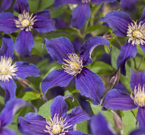 Plamének 'So Many® Blue Flowers' PBR - Clematis 'So Many® Blue Flowers' PBR