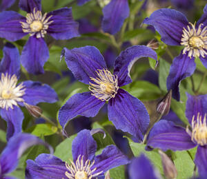 Plamének 'So Many® Blue Flowers' PBR - Clematis 'So Many® Blue Flowers' PBR