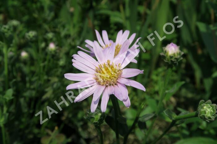 Hvězdnice chlumní 'Feuer' - Aster amellus 'Feuer'