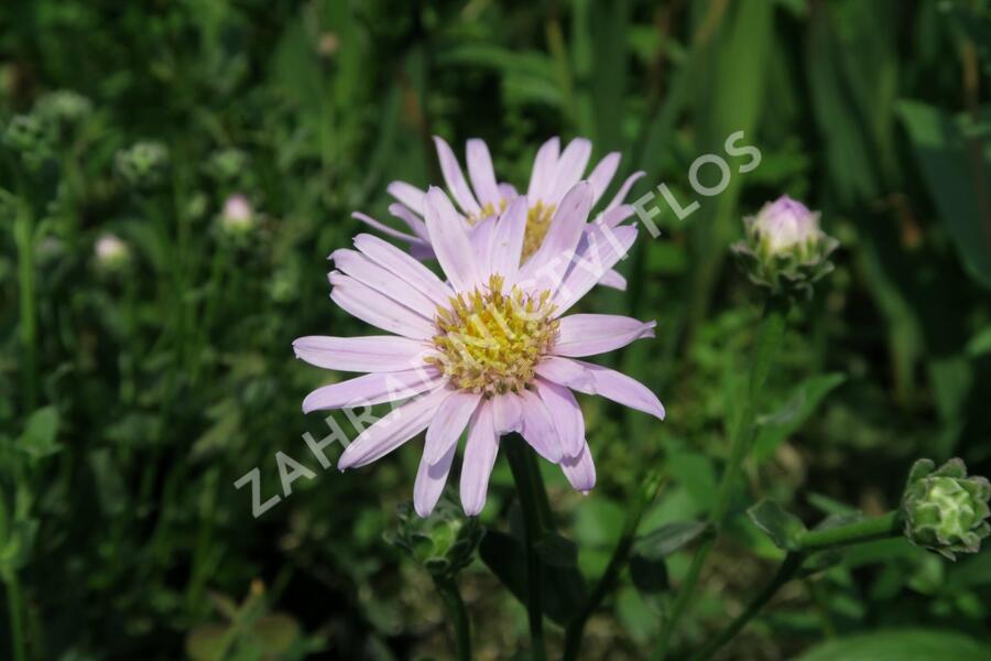 Hvězdnice chlumní 'Feuer' - Aster amellus 'Feuer'