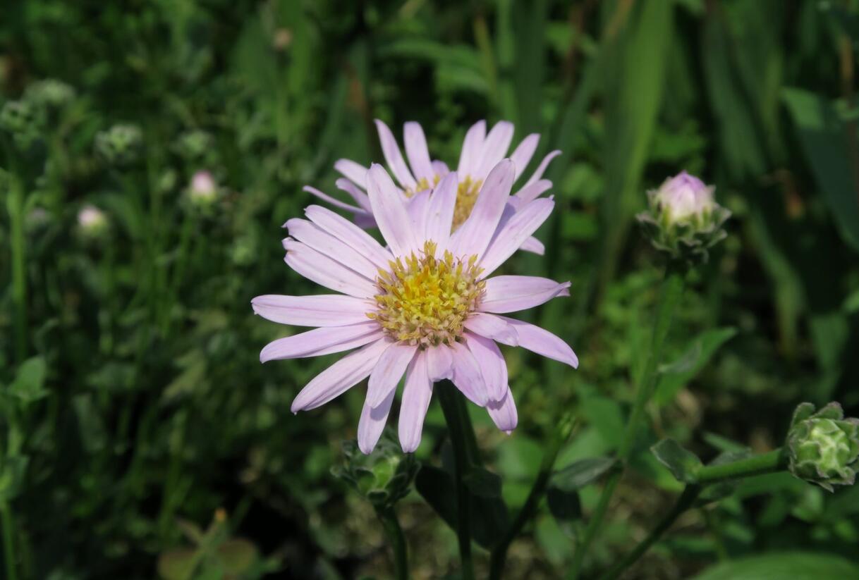 Hvězdnice chlumní 'Feuer' - Aster amellus 'Feuer'